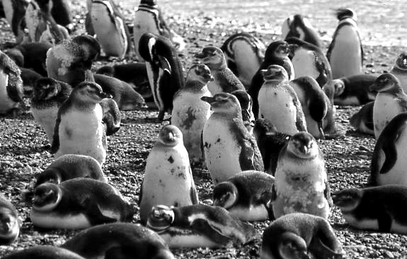 Pinguinos2.jpg